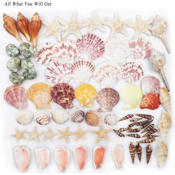 New Sea Shells Mixed Beach Seashells & Starfish for DIY Crafts, Party Decor - Picture 3 of 13